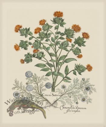 Besler 276 Colored  B2